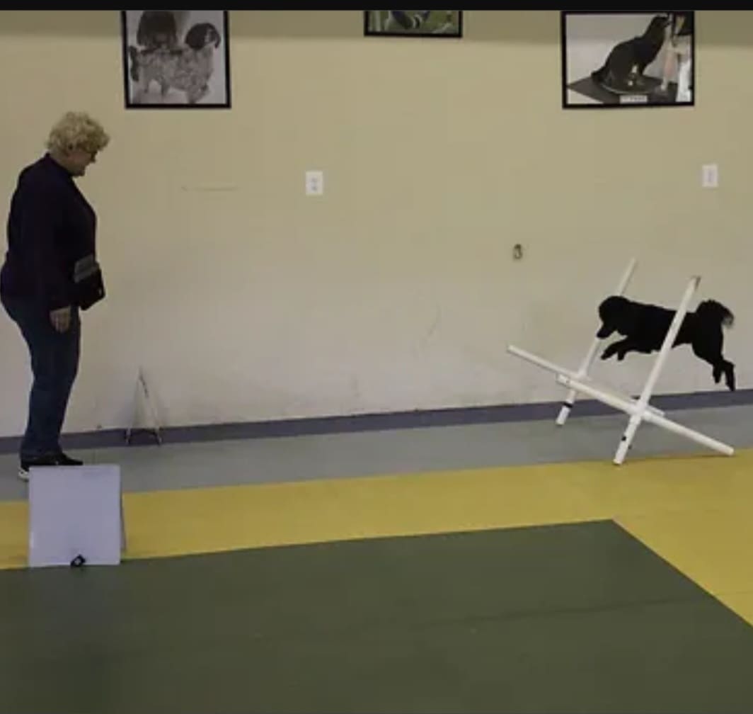 Dog Rally Classes Bealeton - Animal Friends’ Pampered Paws